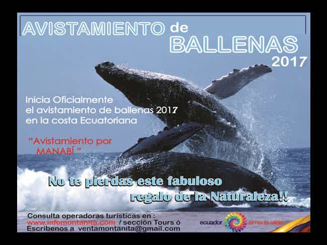 Comienza Oficialmente el Avistamiento de Ballenas 2017 !! - Montañita Comienza Oficialmente el Avistamiento de Ballenas 2017 !!-Montañita