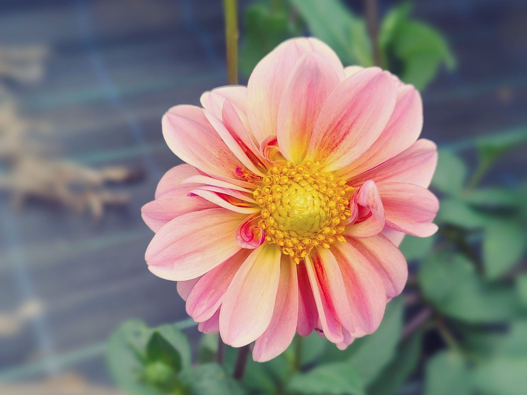 Ellia's Garden Voucher - Image 9