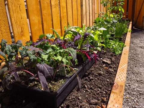 A garden with seedlings in trays