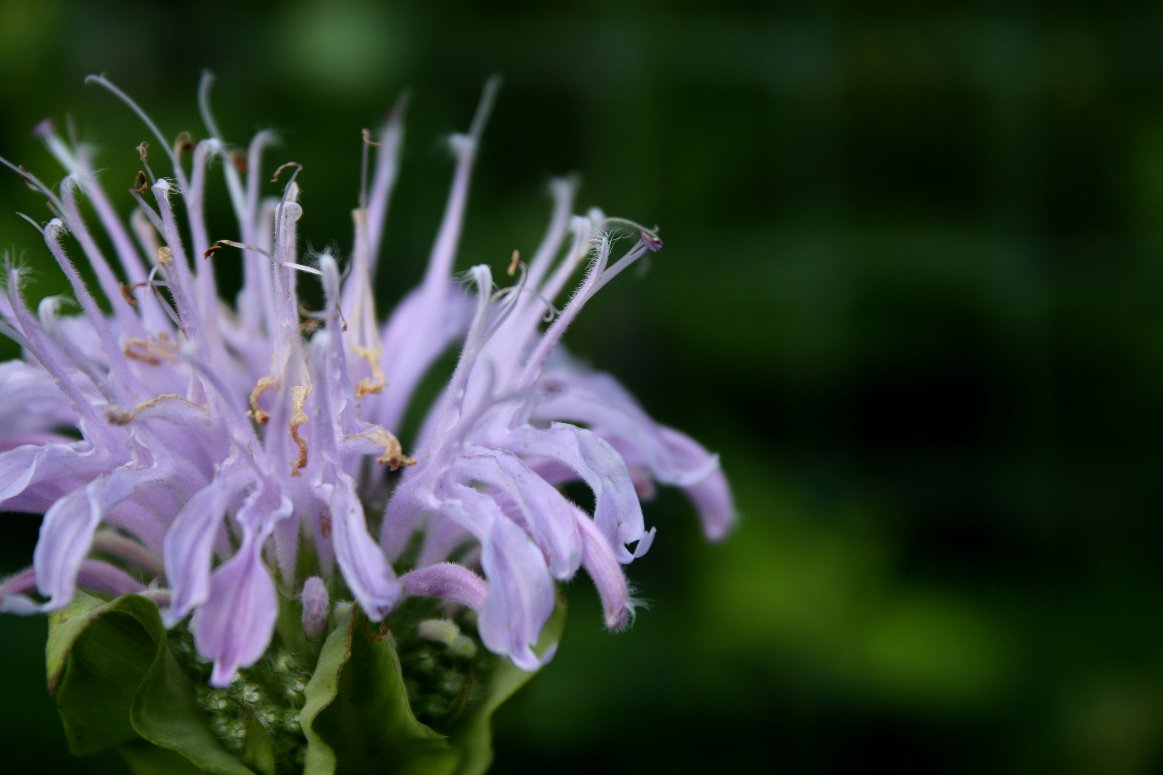 A pink bee balm flower in bloom