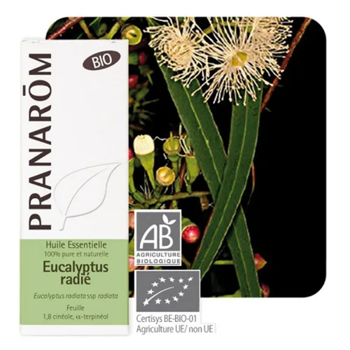 Huile essentielle d'eucalyptus radié bio