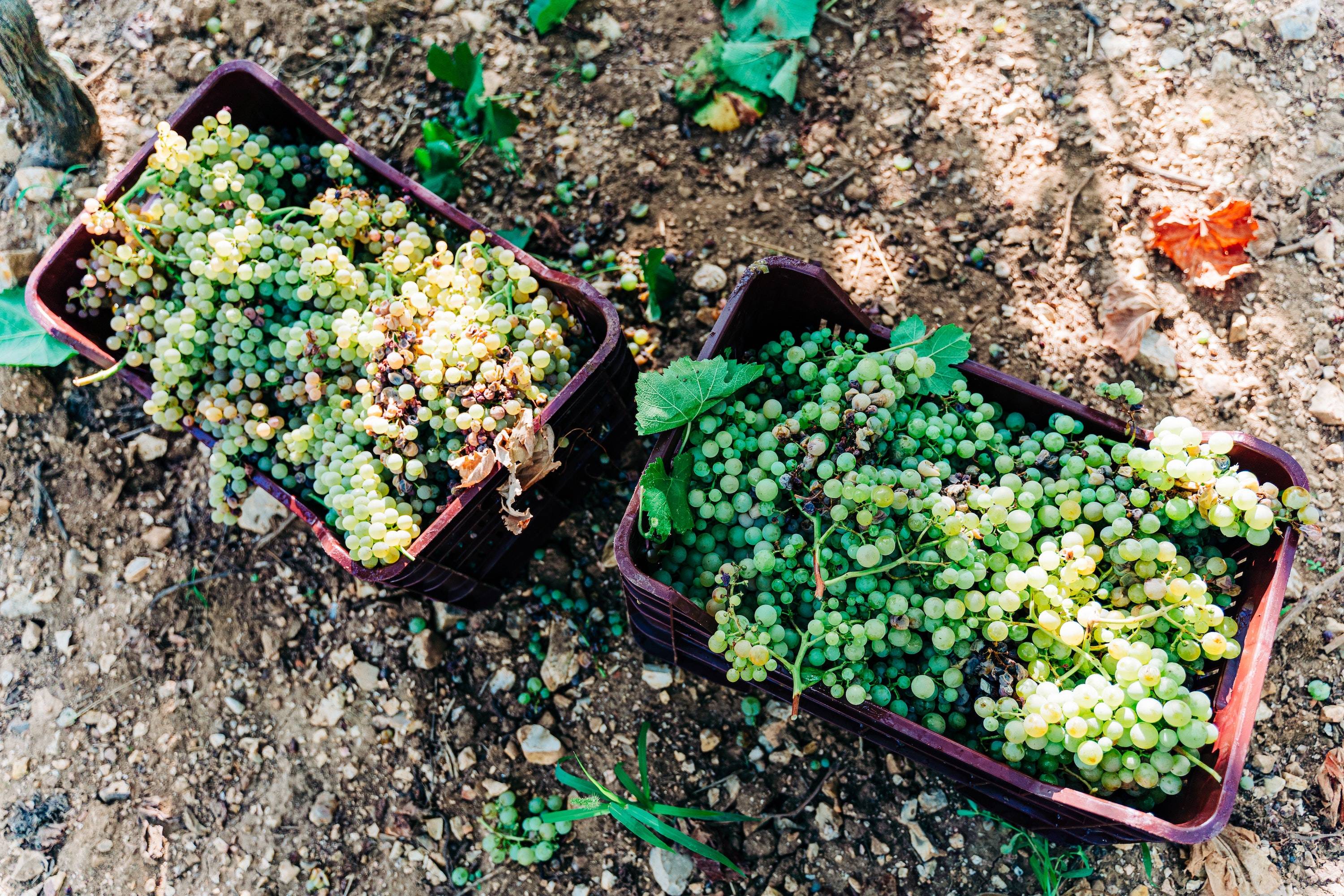 Two big baskets of green Sauvignon Blanc grapes during the initial stages of the winemaking process.