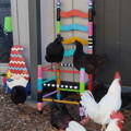 ayam-cemani-hens-roosting-on-colorful-chair
