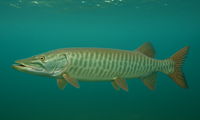 Musky