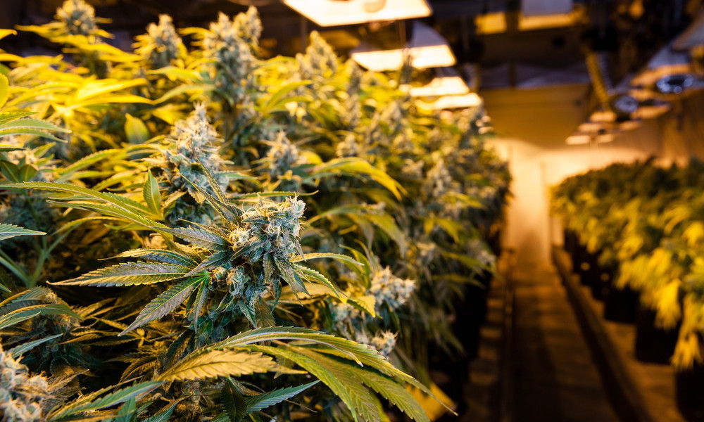 Growing Cannabis Indoor Advice