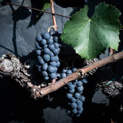 Pinot noir assemblage Dôle valaisanne