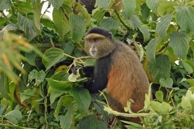 1Day Rwanda Golden Monkey Tracking Tour