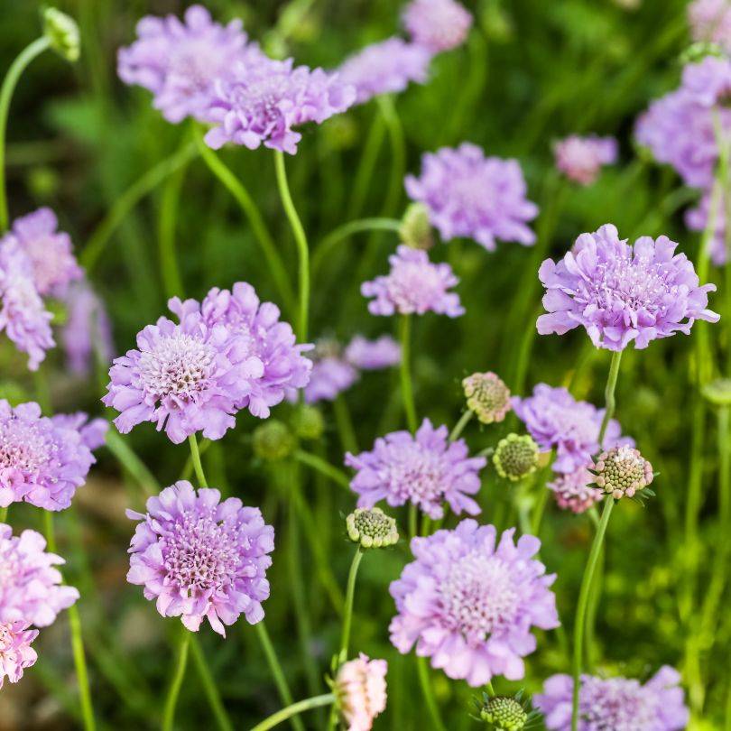 Close-up of soft purple Pincushion Flowers (Scabiosa) on long green stems blooming in a garden