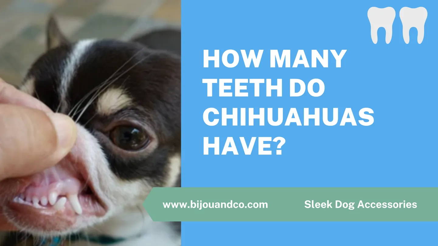 how many teeth do chihuahuas have