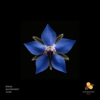 Wild Flowers Honey - عسل الازهار البرية