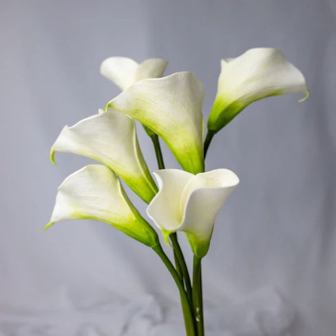 Soft Green Mini Calla Lily - Realistic Artificial Flowers