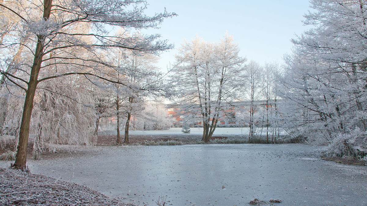 University of Warwick campus in winter