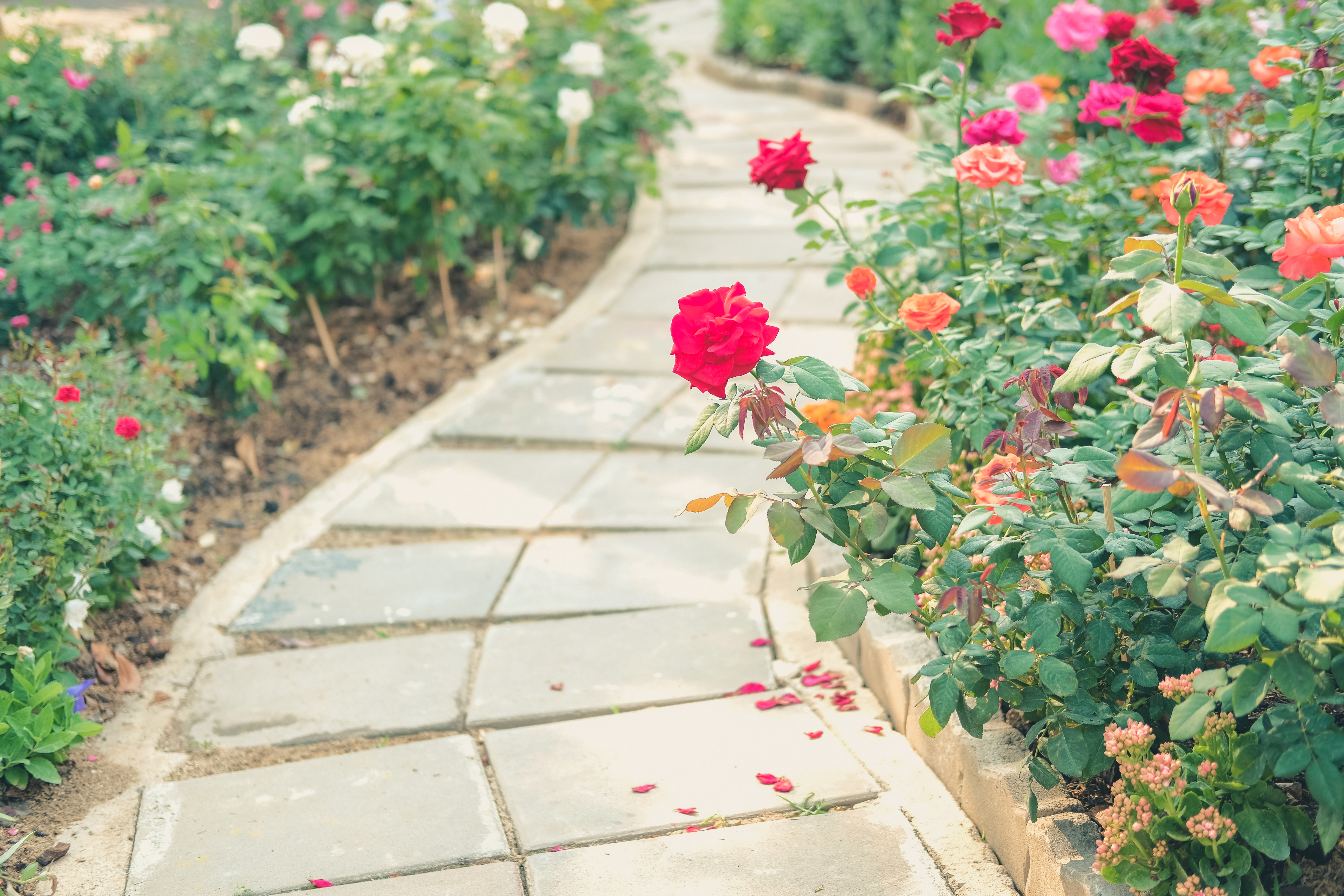 Roses growing along a stone garden path