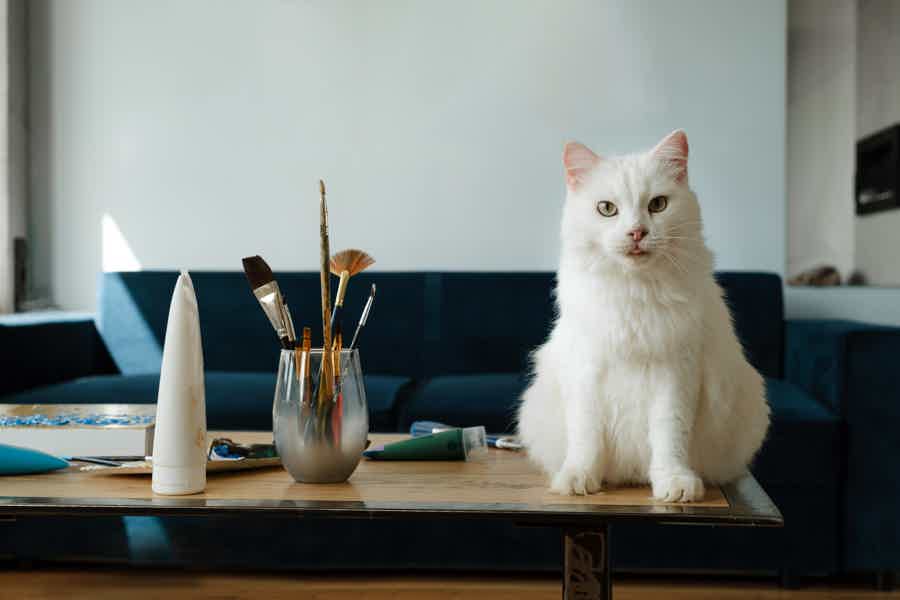 Acrylic Painting Workshop in Cat Museum Budapest - photo 3