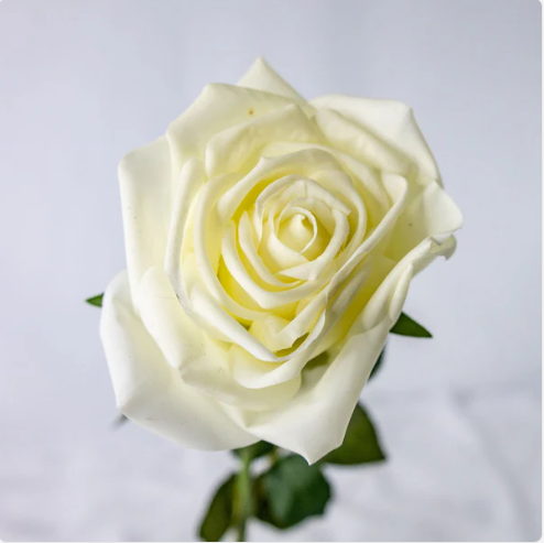 Off White Natural Real Touch Rose - Realistic Artificial Flowers - Image 4