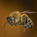 detailed-honey-bee-worker-anatomy detailed-honey-bee-worker-anatomy