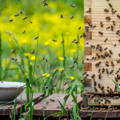 honeybees-foraging