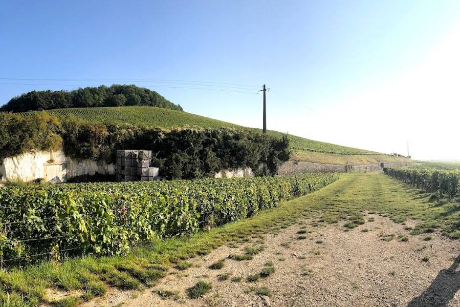 Champagne Gaudriller avec des champagne à la fois vif et intense