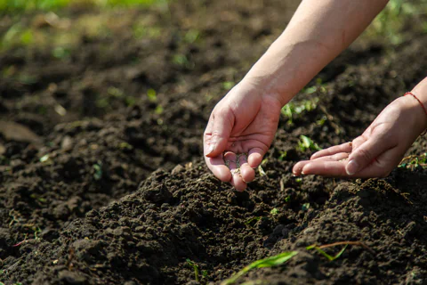 Woman's farmer hands planting seeds in soil