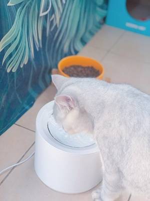 Petree Automatic Cat Water Fountain Dispenser