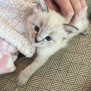 Donation to OK Humane's Neonate Program