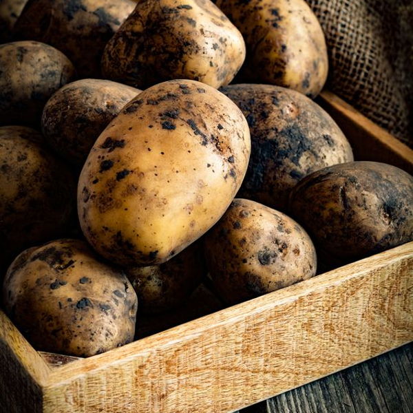 pomme-de-terre-patate-grande-ancienne