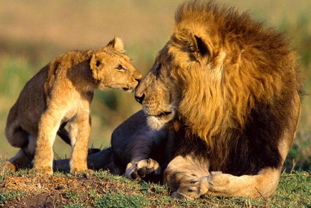 3 days Masai Mara Camping Safari