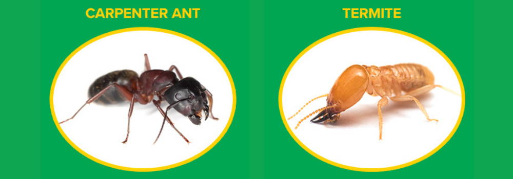 carpenter ant vs termite
