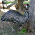 emu-walking-past-oak-trees