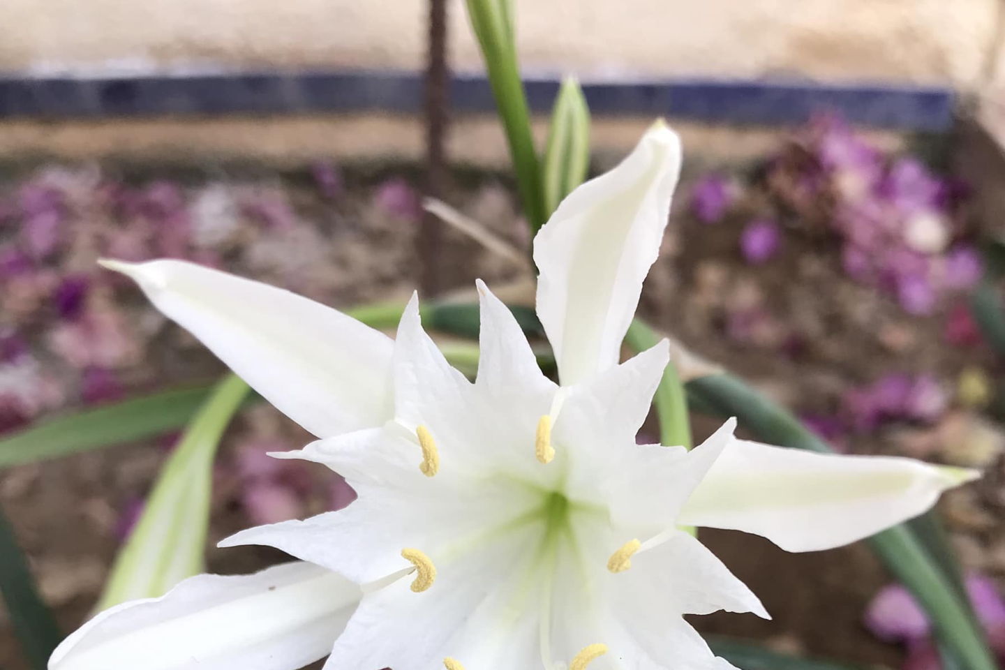 slider-image