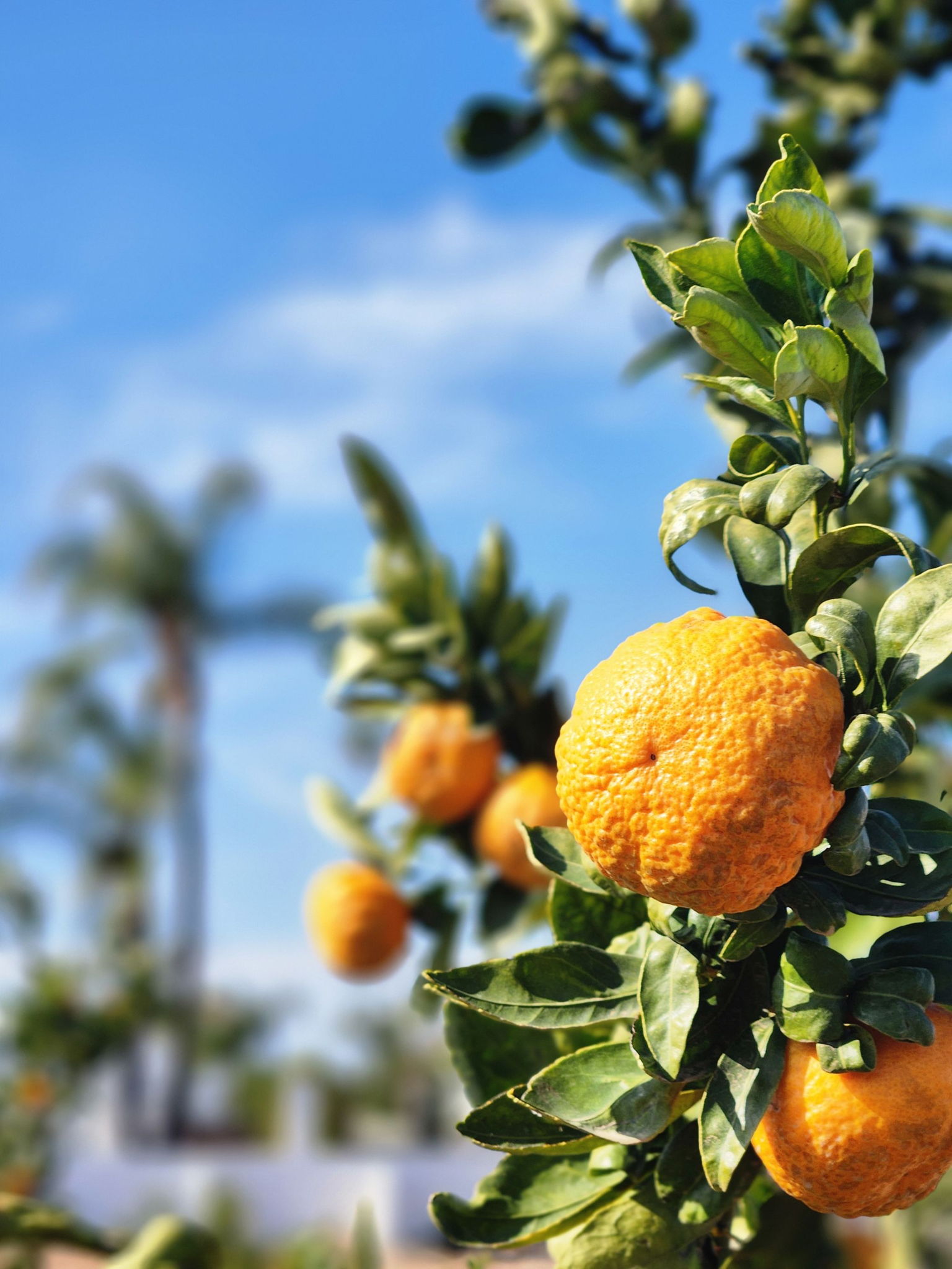Gold Nugget Mandarin Citrus | Alarie — photo from hotplate.com