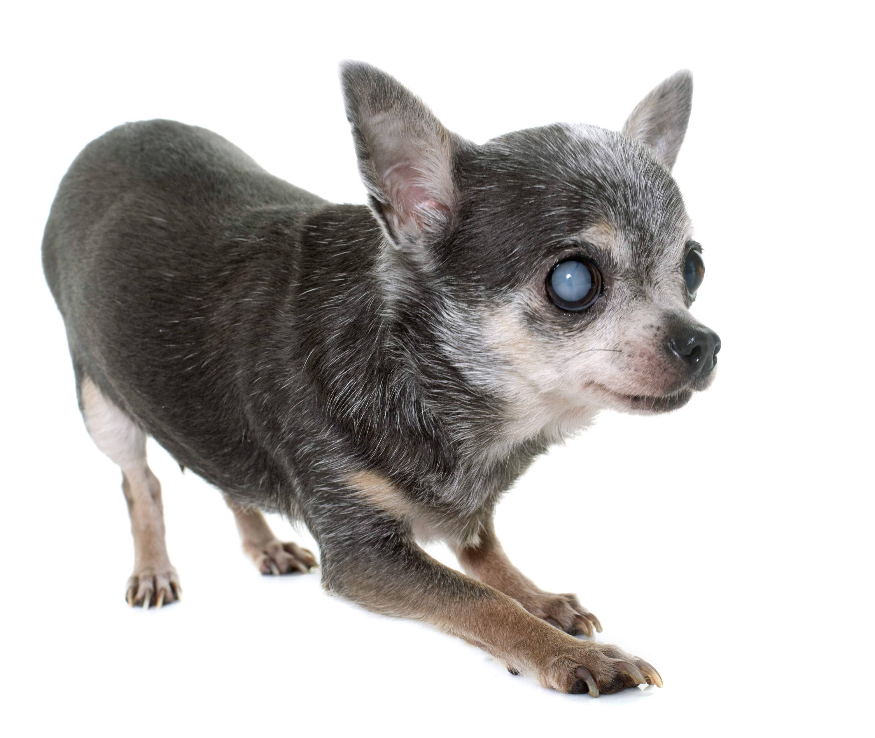cataracts chihuahua