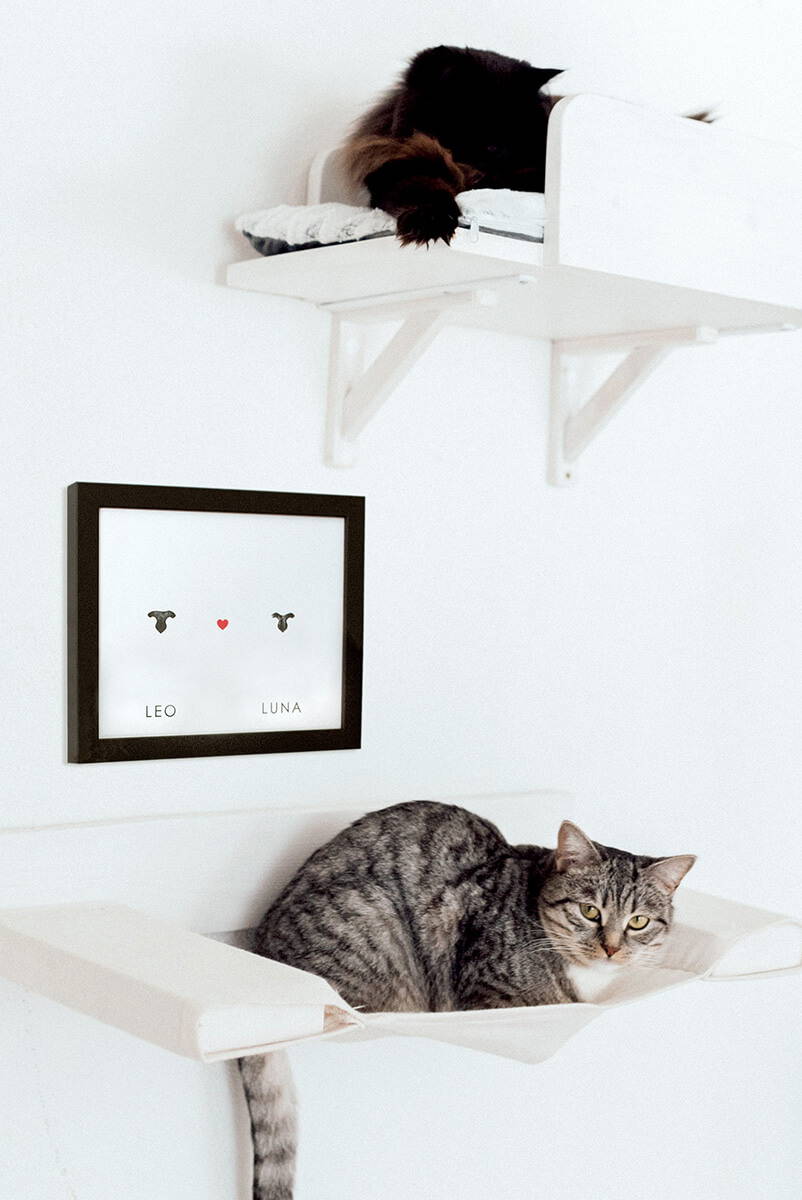 two cats on wall shelves with multiple cat nose print framed art