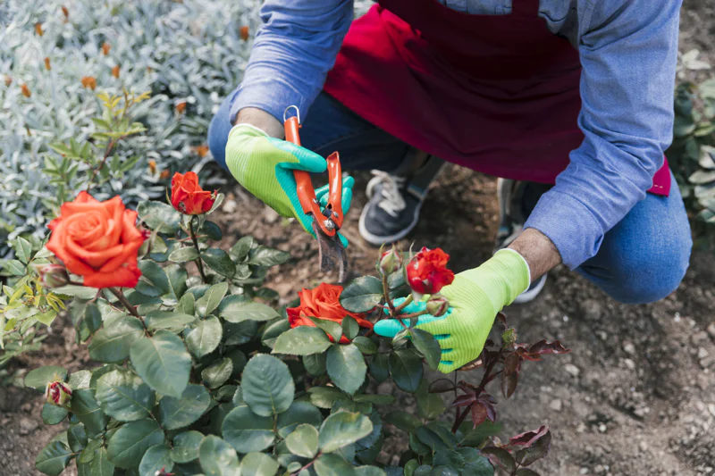 A gardener in green gloves and a red apron crouches beside a rose bush with orange-red blooms, holding orange pruning shears to trim the stems.