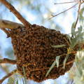 bee-swarm-hanging-in-tree