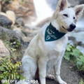 Saga Travel Dog Instagram Page