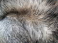 Closeup texture of Alaskan Malamute dog fur