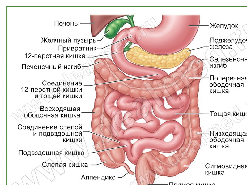 12 Перстная Кишка Человека Фото