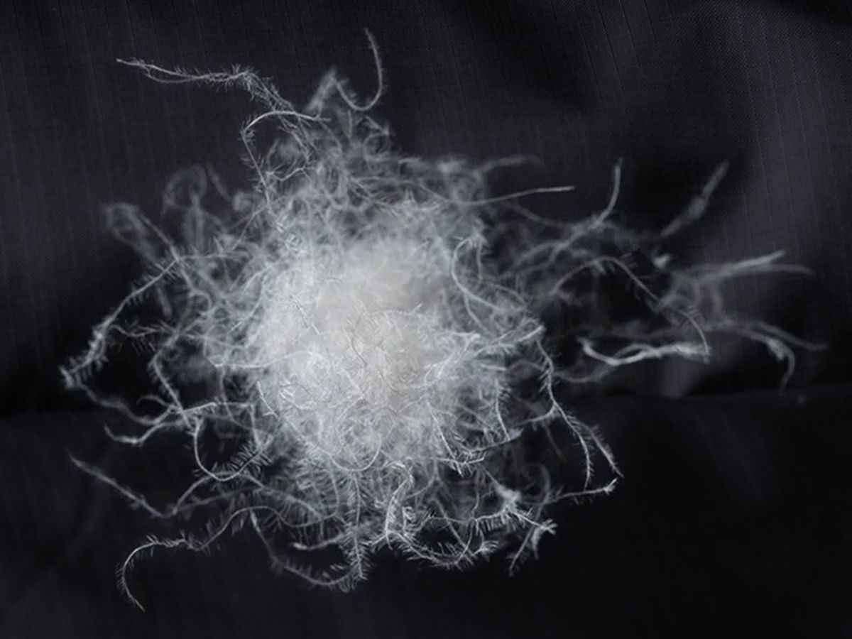 Close-up of a down cluster