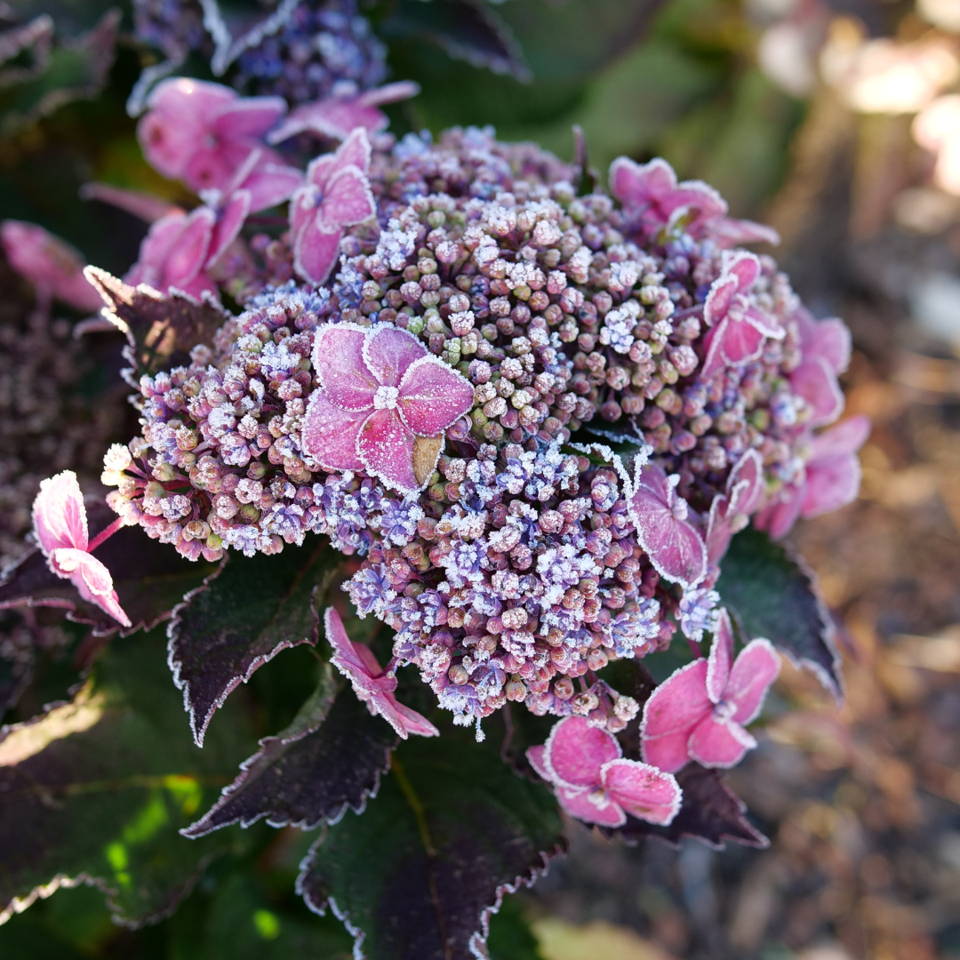 Gatsby Pink Hydrangea blossoms