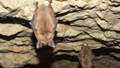 pair of greater mouse-eared bats hanging in a cave