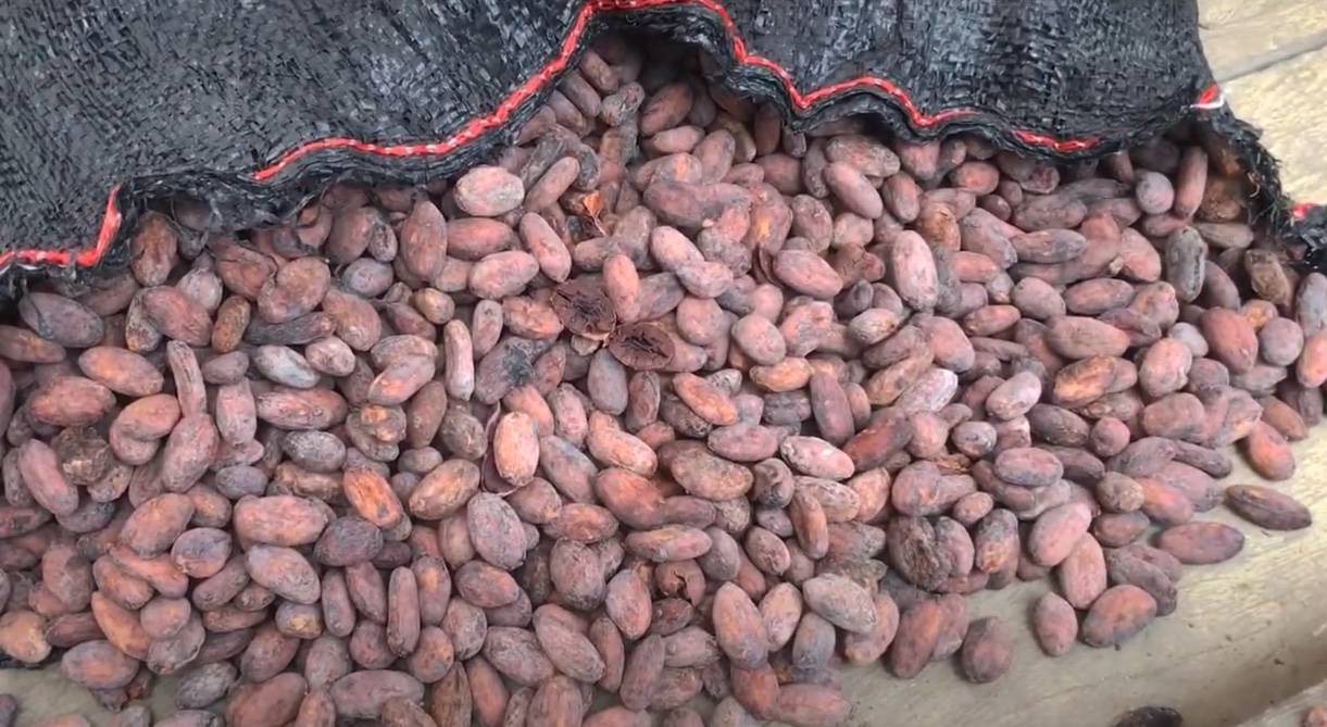 Freshly dried raw Criollo cacao beans.