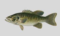 Smallmouth Bass