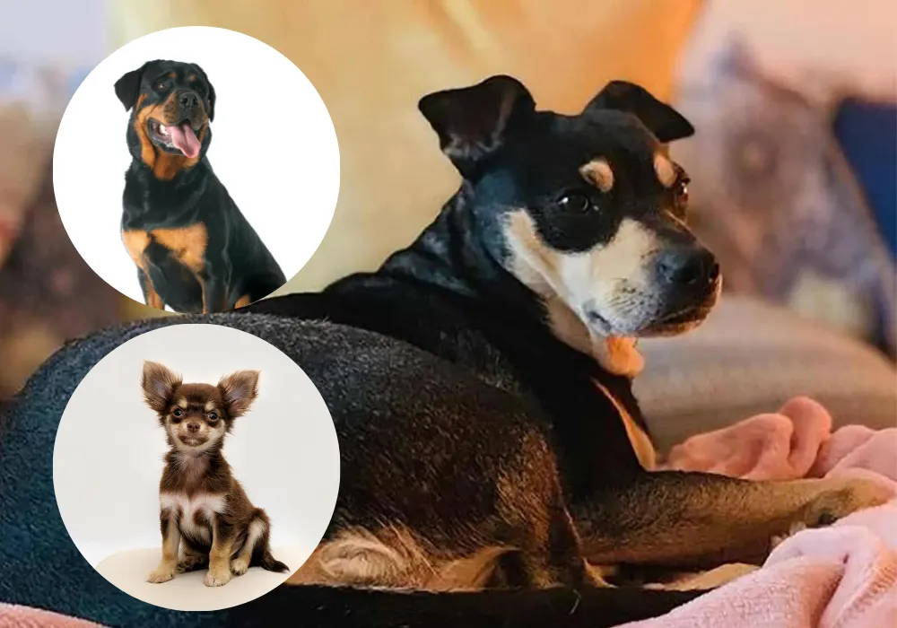 rottweiler mix with chihuahua