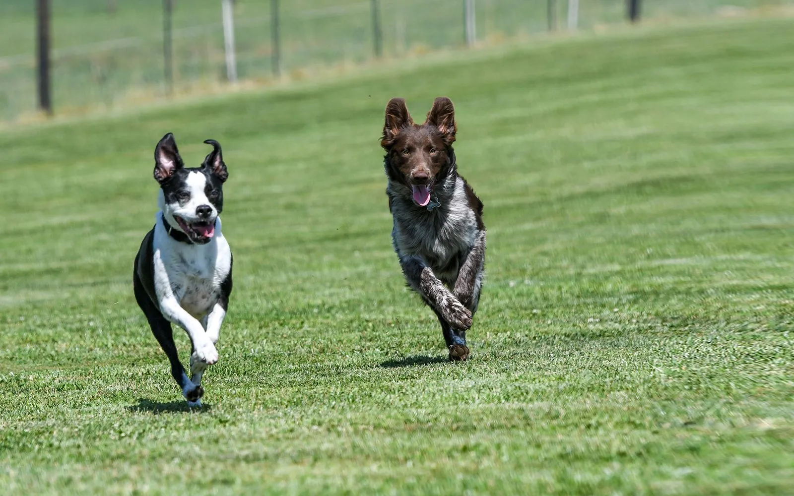 Private Dog Park at Verona, WI