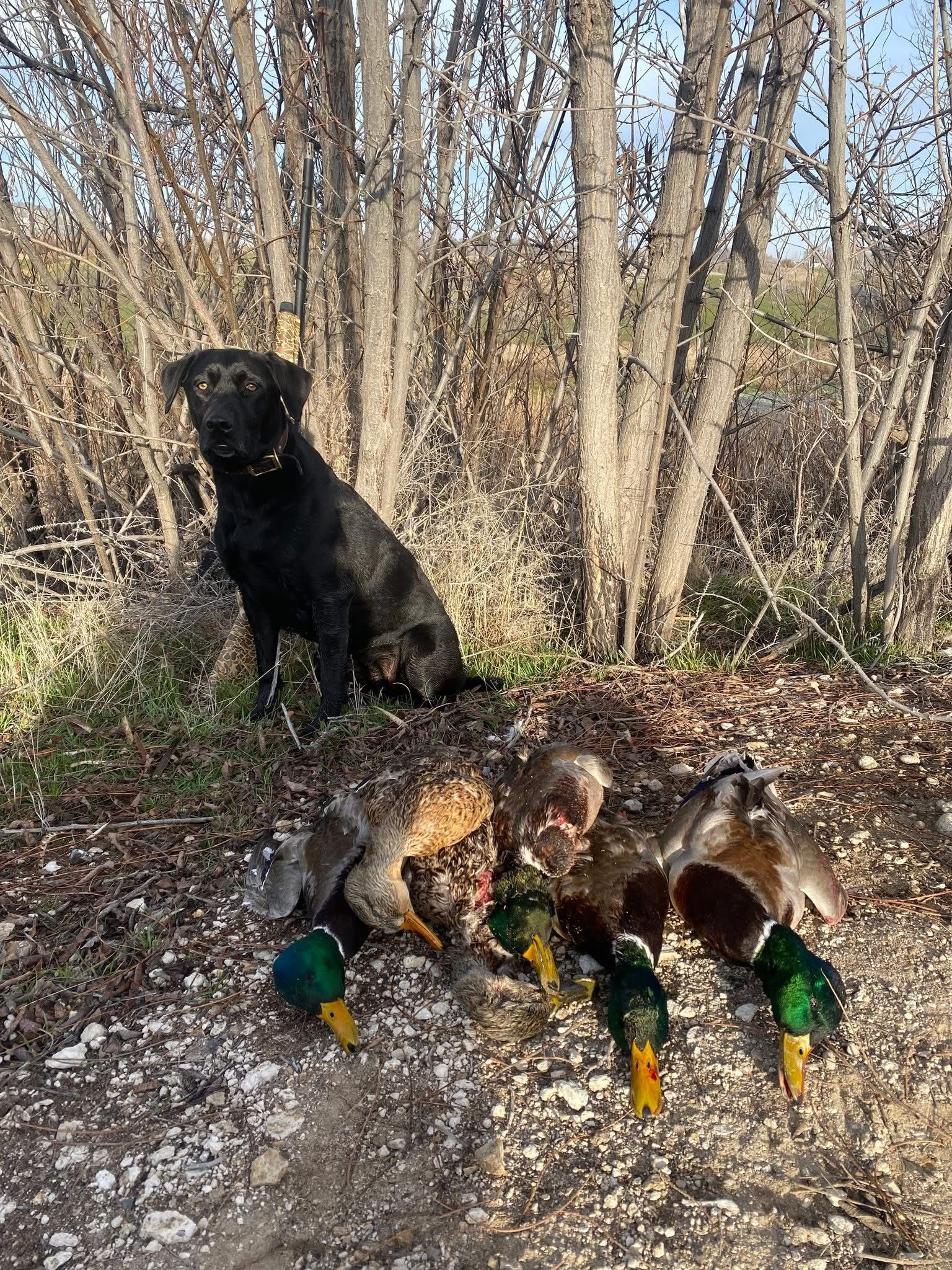 Black lab with a row of mallards