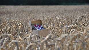 kinderträume hof mathmann feld mit korb