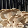 Gill side of winter oyster mushrooms