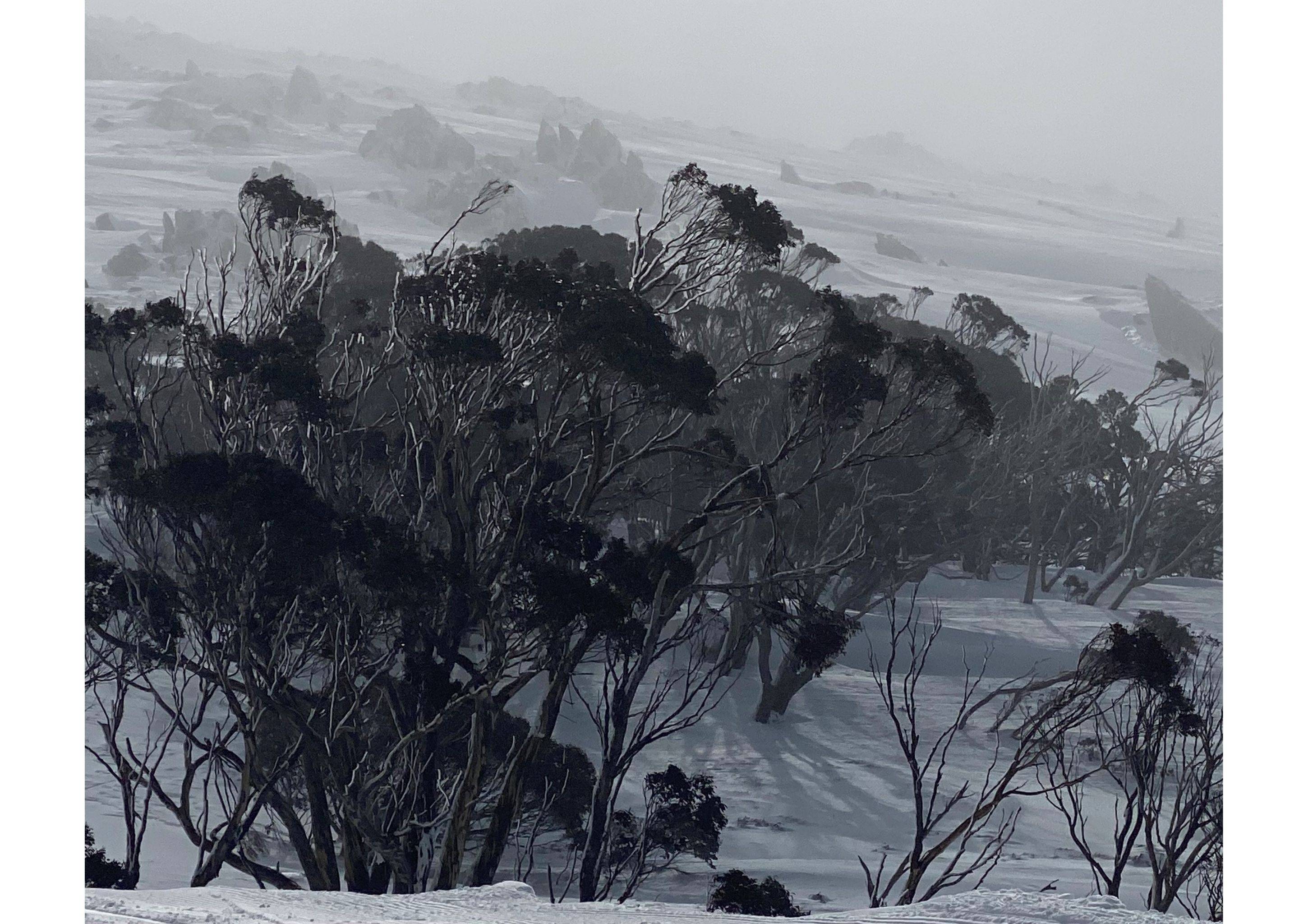 Thredbo Trees & Snow