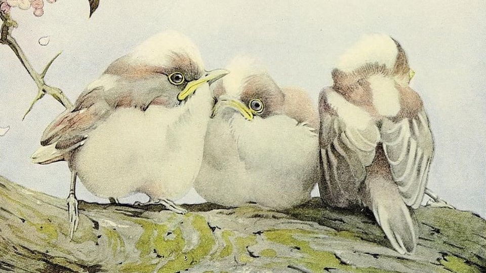 Details - Histoire naturelle des oiseaux d'Afrique - Biodiversity